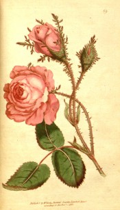 Figured is a double, pale red rose with heavily mossed stems and buds.  Curtis's Botanical Magazine t.69, 1788.