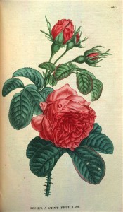 Figured are glossy, deep green foliage and very double red rose.  Saint-Hilaire Tr. pl.143, 1825.