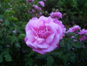 The photograph shows deep pink, double roses, the petals somewhat rolled.  Photograph Colin Mills.