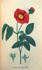 Figured are pinnate leaves, single bright red flower and details of hips.  Saint-Hilaire Tr. pl.142, 1825.