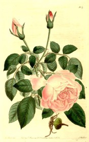 Figured are 5-leaflet pinnate leaves and very double, pale pink rose.  Botanical Register f.804, 1824.