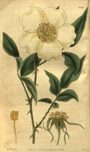 Figured are pinnate leaves, single white flower and details of flower.  Curtis's Botanical Magazine t.2847, 1828.