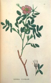 Figured are pinnate leaves with up to 9 leaflets, and  pink, single rose.  Saint-Hilaire Tr. pl.153, 1825.