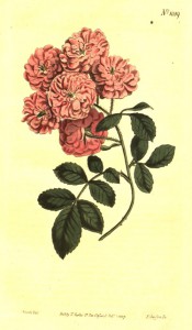 Figured are 3- to 7-leaflet pinnate leaves and small, very double, deep pink roses.  Curtis's Botanical Magazine  f.1059, 1807.