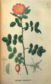 Figured are pinnate leaves with 7 leaflets and single pink flower.  Saint-Hilaire Tr. pl.152, 1825.