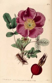 Figured is a single red rose with prominent stamens, very prickly stem and bright red hip.  Botanical Register f.420, 1819.