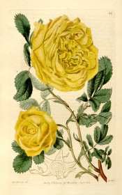 Figured are pinnate leaves and bright yellow double rose.  Botanical Register f.46, 1815.