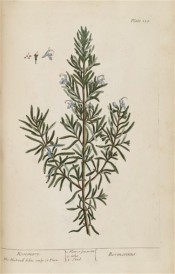 Depicted is a shoot of herb Rosemary with grey-green leaves and mauve flowers.  Blackwell pl.159, 1737.
