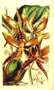 Figured are pseudobulb, leaf and brown and yellow striped flowers .  Curtis's Botanical Magazine t.3955, 1842.