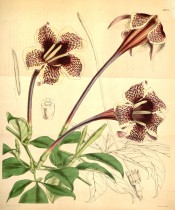 Figured are elliptic leaves and long-tubed, funnel-shaped purple and white flowers.  Curtis's Botanical Magazine t.4185, 1845.