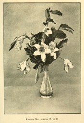 The photograph is of a silver vase with leaves, buds and white, single flowers.  Teysmannia vol.28, p.450, 1917.