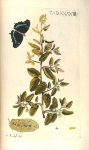 The illustration shows oblong leaves and white flowers with butterfly (Papilio Kollina).  Meerburgh Afb. pl.XXXXIII, 175.