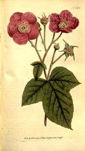 Figured are 3-lobed leaves and salverform purple-pink flowers.  Curtis's Botanical Magazine t.323, 1796.