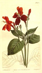 Figured are opposite, ovate leaves and terminal funnel-shaped scarlet flowers.  Curtis's Botanical Magazine BM t.1400, 1811.