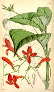 Figured are pointed, ovate leaves and axillary panicles of scarlet flowers.  Curtis's Botanical Magazine BM t.4448, 1849.