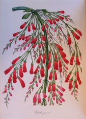 Figured are horse-tail like stem and numerous drooping tubular red flowers.  Paxton's Magazine of Botany p.79, 1837.