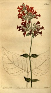 Figured are ovate, toothed leaves and upright cyme of bright red tubular flowers.  Curtis's Botanical Magazine t.1528, 1813.