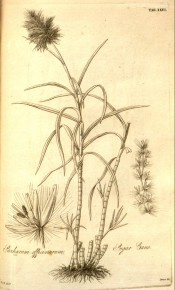 The line drawing shows the entire plant, tall, segmented stem, leaves and flowers.  Hooker's Botanical Miscellany pl.XXVI, 1830.