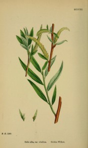 Figured is a reddish-yellow branch with narrow lance-shaped leaves and yellow catkins.  English Botany pl.MCCXI, 1863-86.