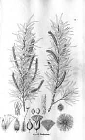 The drawing shows male and female shoots with lance-shaped leaves and catkins.  Flora Brasiliensis vol.4, pt.1, t.71, 1840-1906.