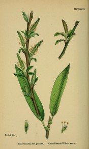 Figured is a brownish shoot with narrow lance-shaped leaves and green, upright catkins.  English Botany pl.MCCCXIII/1868.