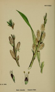 Figured is a green-brown shoot with narrow lance-shaped leaves and rounded, upright catkins.  English Botany pl.MCCCXII/1868.