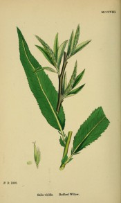 Figured is a green-brown shoot with narrow lance-shaped leaves and upright green catkins.  English Botany pl.MCCCXIII/1868.