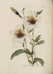 Figured are funnel-shaped white flowers with yellow throat marked with purple lines.  Loddiges Botanical Cabinet no.1652, 1830.