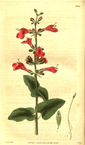Shown is a flowering spike with broadly lance-shaped leaves and bright red flowers.  Curtis's Botanical Magazine t.2864, 1828.