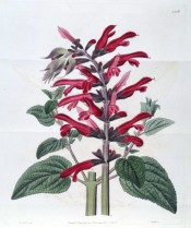 Illustrated are toothed, ovate leaves and panicles of bright scarlet flowers.  Botanical Register f.13556, 1830.