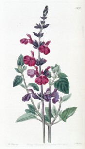 Figured are oval, toothed leaves and long racemes of deep crimson-purple flowers. Botanical Register f.1370, 1830.