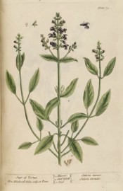 Illustrated are a stem with wooly, lance-shaped leaves and spikes of small blue flowers.  Blackwell pl.71, 1737.