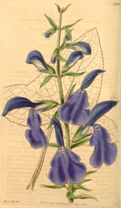 The illustration shows the blue-purple, nettle-like flowers.  Curtis's Botanical Magazine t.3808, 1840.