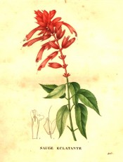 Figured are toothed leaves and long tubed, bright red flowers.  Saint-Hilaire pl.425, 1832.