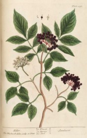 Figured are pinnate leaves, small white flowers and deep red berries.  Blackwell pl.151, 1737.