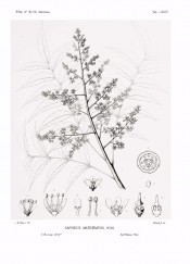 The line drawing shows pinnate leaves, cyme of small flowers and flower detail.  Silva of North America pl.LXXVI, 1892.