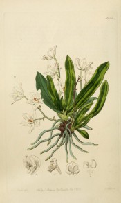 The whole plant is figured, roots, leaves and white, red spotted orange blossom-like flowers.  Botanical Register f.1832, 1836.