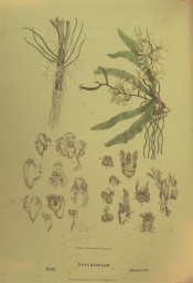 Figured, right, are sickle-shaped leaves, roots and raceme of yellowish flowers.  Fitzgerald, c.1879.