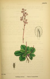 Shown is a rosette of coarsely toothed leaves and upright panicle of small pink flowers.  English Botany vol.IV pl.DXLVII, 1865.