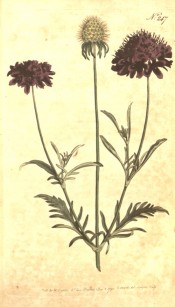 Depicted are the deeply cut leaves, purple pincushion flowers and seed head.  Curtis's Botanical Magazine t.247, 1793.