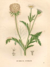 The image depicts leaves, white flowers and the spherical, silvery seed head.  Saint-Hilaire pl.59, 1828.