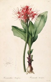 Illustrated are bulb, leaves and bright red flowers with narrow segments.  Redoute? L pl.204, 1802-15.