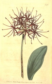 Illustrated are a leaf and flower umbel with deep red flowers with narrow segments.  Curtis's Botanical Magazine t.961, 1806.