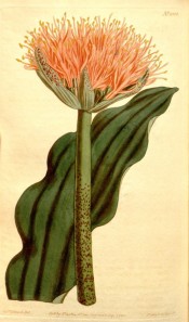 illustrated is a leaf and upright orange, paint-brush like flower.  Curtis's Botanical Magazine t.1315, 1810.