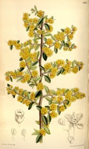 Shown are the oblong leaves and tiny, yellowish flowers in short axillary racemes.  Curtis's Botanical Magazine t.7406, 1895.