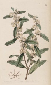 Shown are the oblong leaves and tiny, whitish flowers in short axillary racemes.  Botanical Register f.59, 1843.