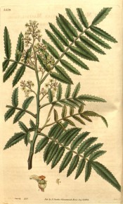 Figured are toothed pinnate leaves and panicles of small whitish flowers.  Curtis's Botanical Magazine t.3339, 1834.