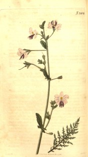 Figured is the ferny foliage and pink flowers with purple lips.  Curtis's Botanical Magazine t.2404, 1823.