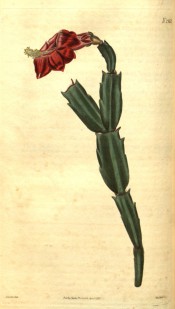 Figured are flattened, serrated stem segments and a terminal red flower.  Curtis's Botanical Magazine t.2562, 1825.