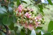 The photograph shows pinnate leaves and a panicle of pale pink flowers.  Photograph, Camden Park.